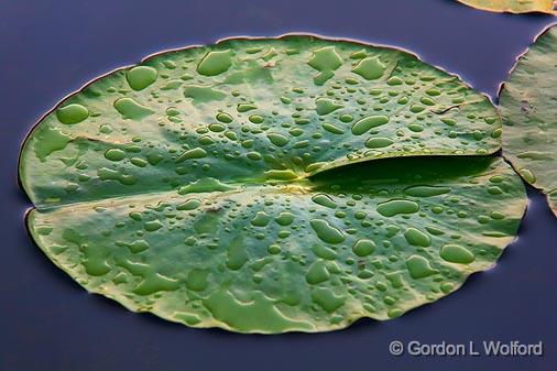 Wet Lily Pad_05612.jpg - Photographed near Lindsay, Ontario, Canada.